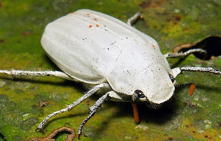 白色触角甲虫图片